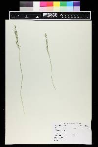 Muhlenbergia montana image