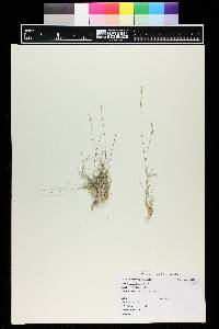 Muhlenbergia filiculmis image