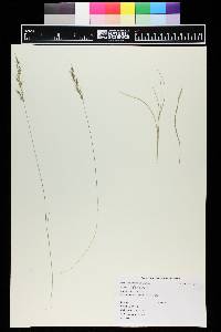 Muhlenbergia montana image