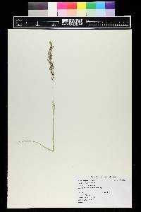 Calamagrostis stricta image