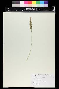 Calamagrostis stricta image