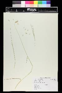 Hordeum brachyantherum image