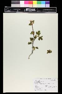 Acer glabrum image