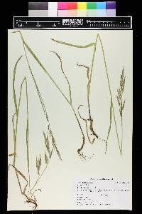 Bromus carinatus image