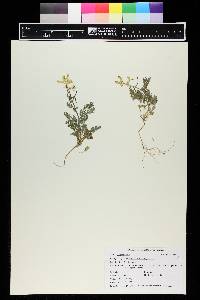 Corydalis aurea image