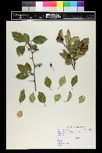 Crataegus erythropoda image