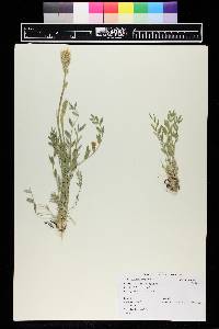 Oxytropis campestris image