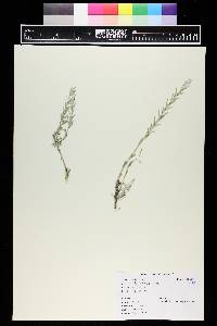 Artemisia filifolia image