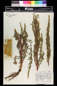 Artemisia biennis image