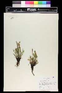 Artemisia campestris image