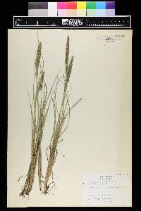 Calamagrostis purpurascens image