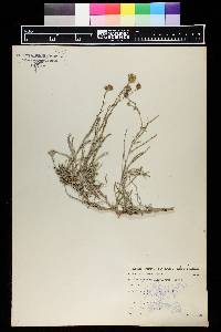 Senecio flaccidus var. flaccidus image