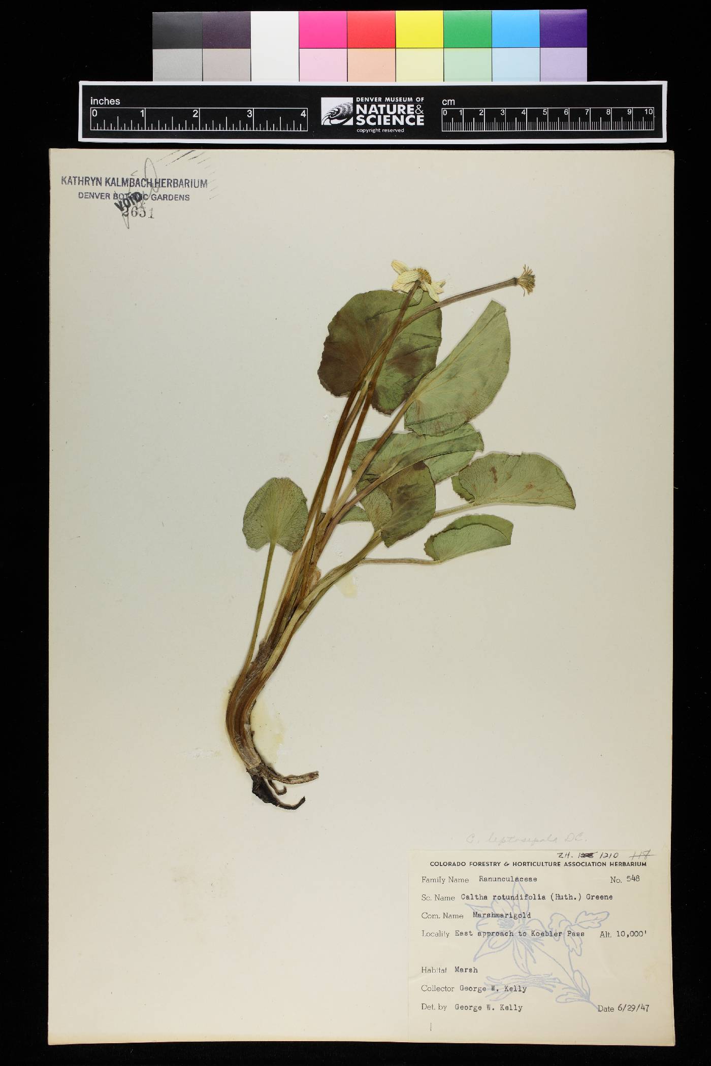 Caltha rotundifolia image