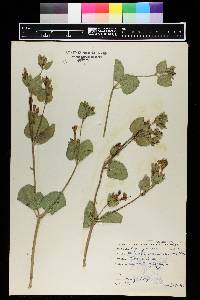 Mirabilis multiflora image