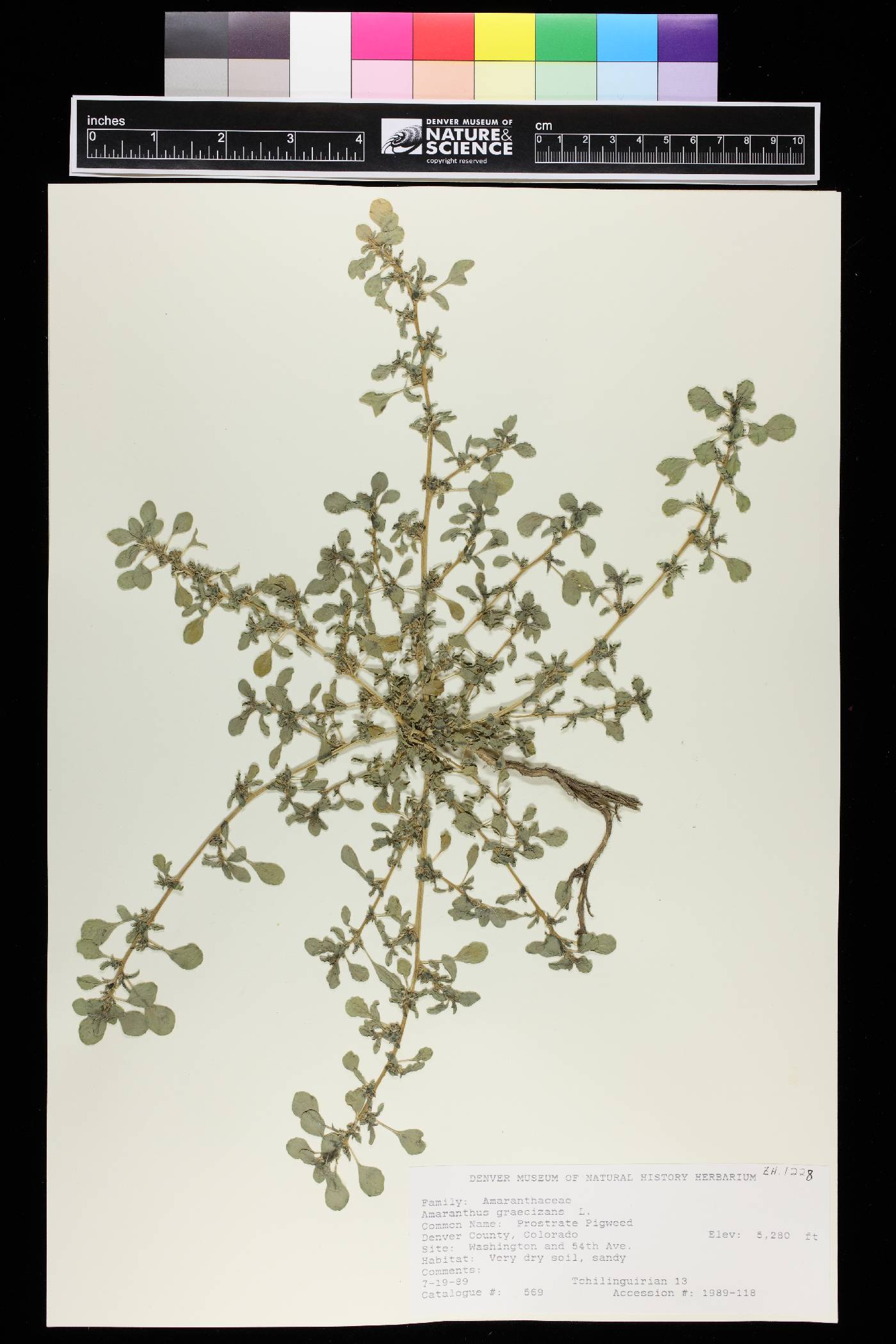 Amaranthus graecizans image