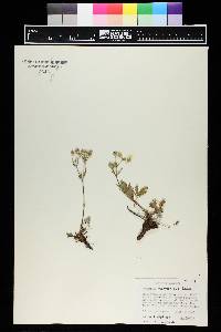 Potentilla rubricaulis image