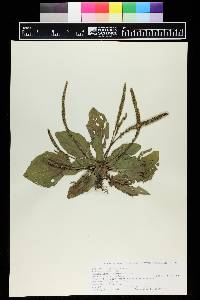 Plantago major image