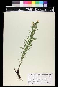 Lithospermum multiflorum image