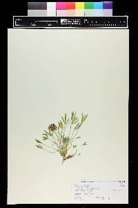 Trifolium dasyphyllum image