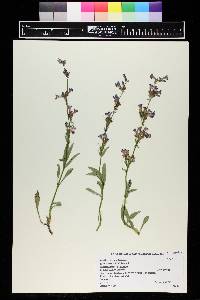 Penstemon virens image