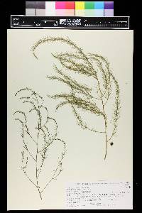 Asparagus officinalis image