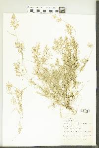 Eragrostis hypnoides image