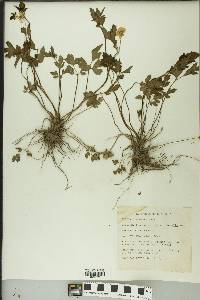 Ranunculus septentrionalis image