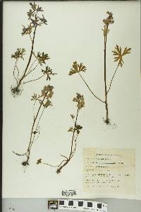 Delphinium tricorne image