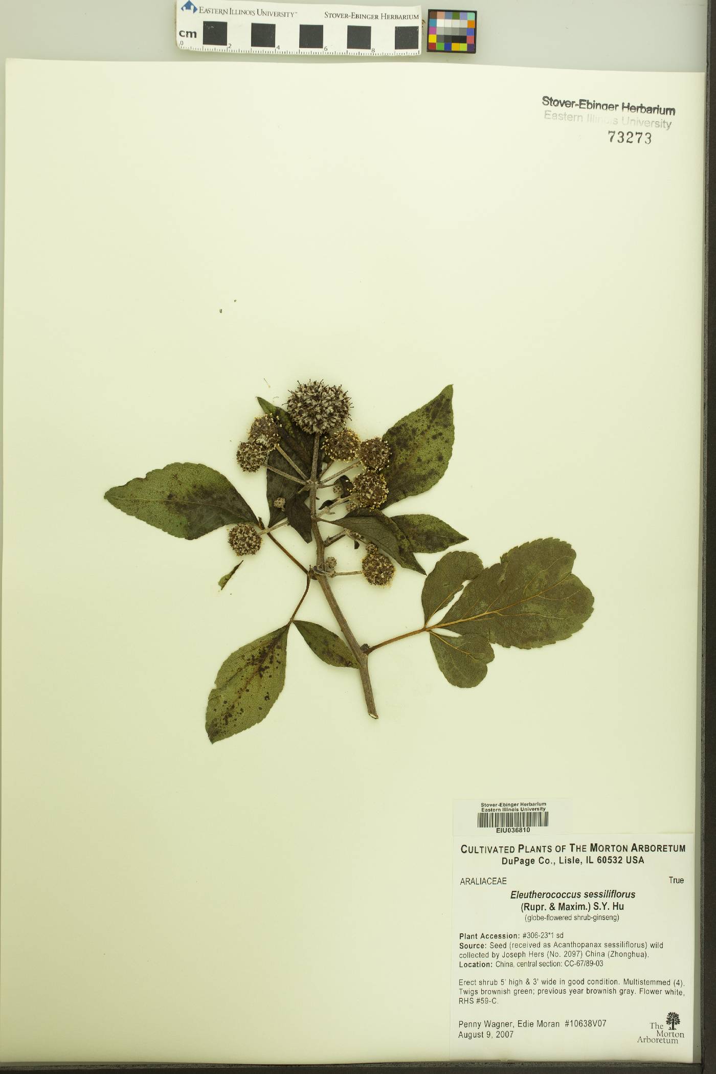 Eleutherococcus sessiliflorus image