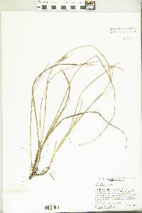 Carex dasycarpa image