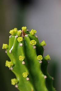 Euphorbia royleana image