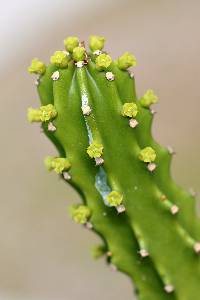 Euphorbia royleana image