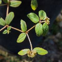 Euphorbia ophthalmica image