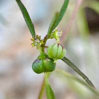 Euphorbia bilobata image