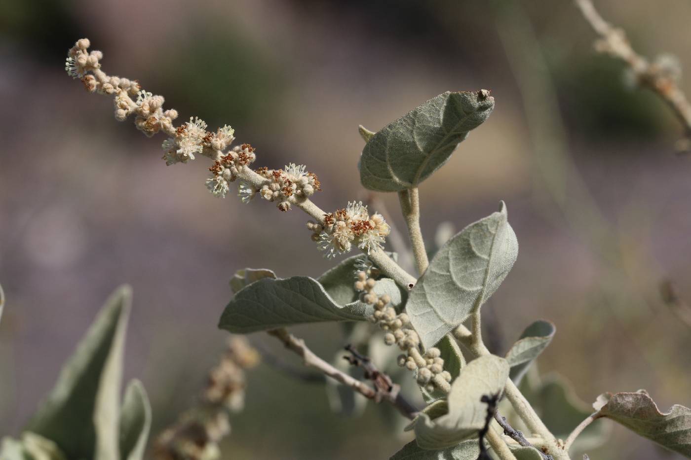 Croton magdalenae image