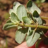 Chamaesyce dioica image