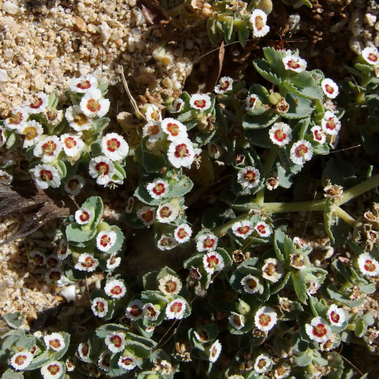 Euphorbia leucophylla image