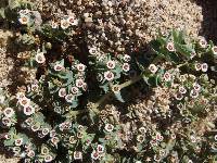 Euphorbia leucophylla image