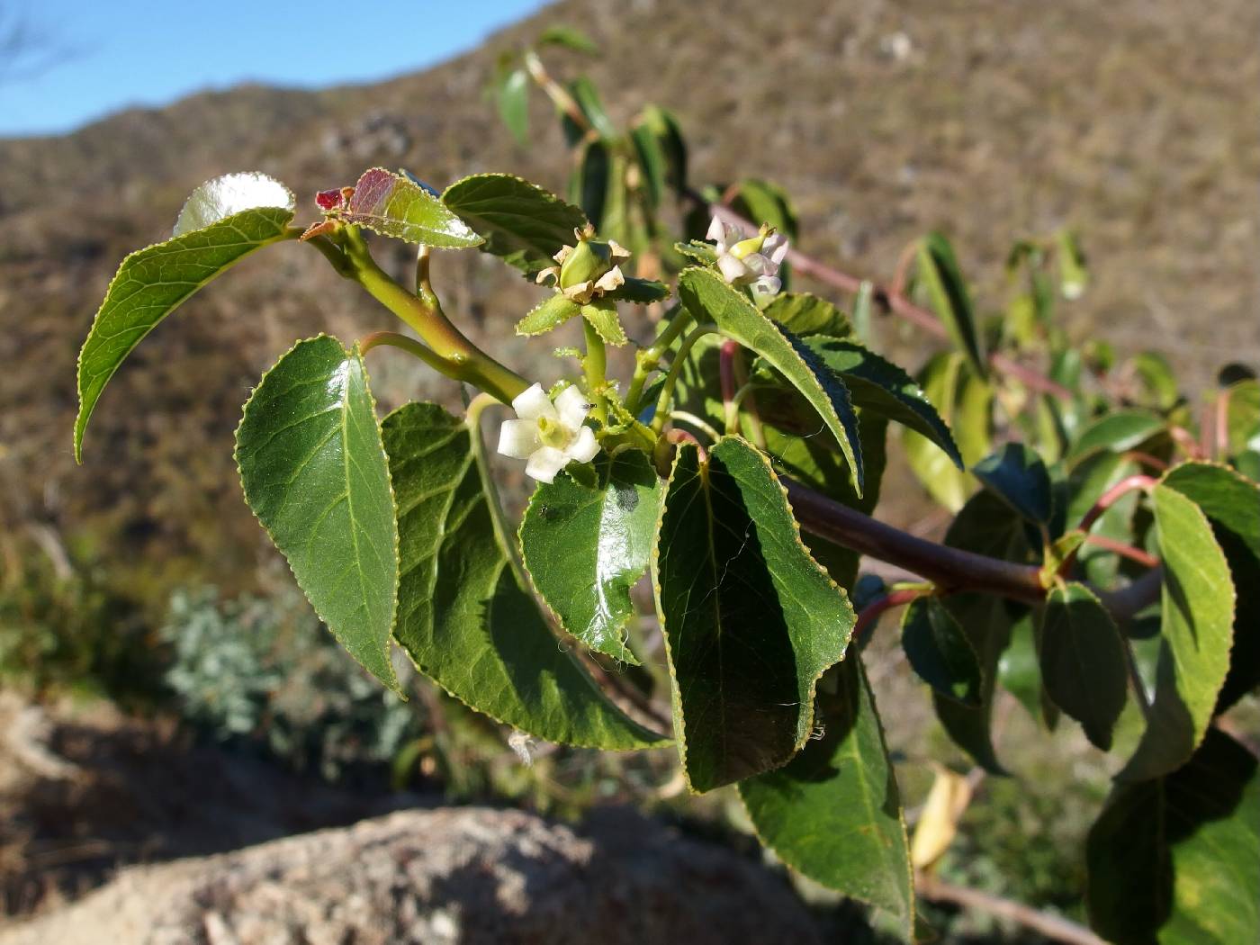 Jatropha vernicosa image