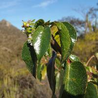 Jatropha vernicosa image