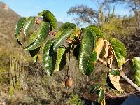 Jatropha vernicosa image