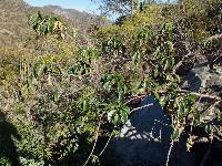 Jatropha vernicosa image