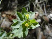 Image of Euphorbia lurida