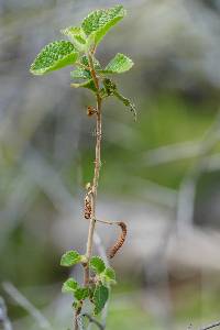 Acalypha californica image