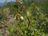 Jatropha cardiophylla image