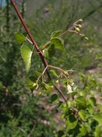 Jatropha cardiophylla image