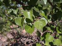 Jatropha cardiophylla image