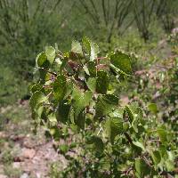 Jatropha cardiophylla image