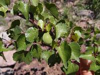 Jatropha cardiophylla image