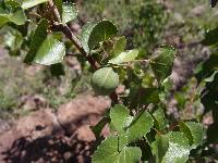 Jatropha cardiophylla image